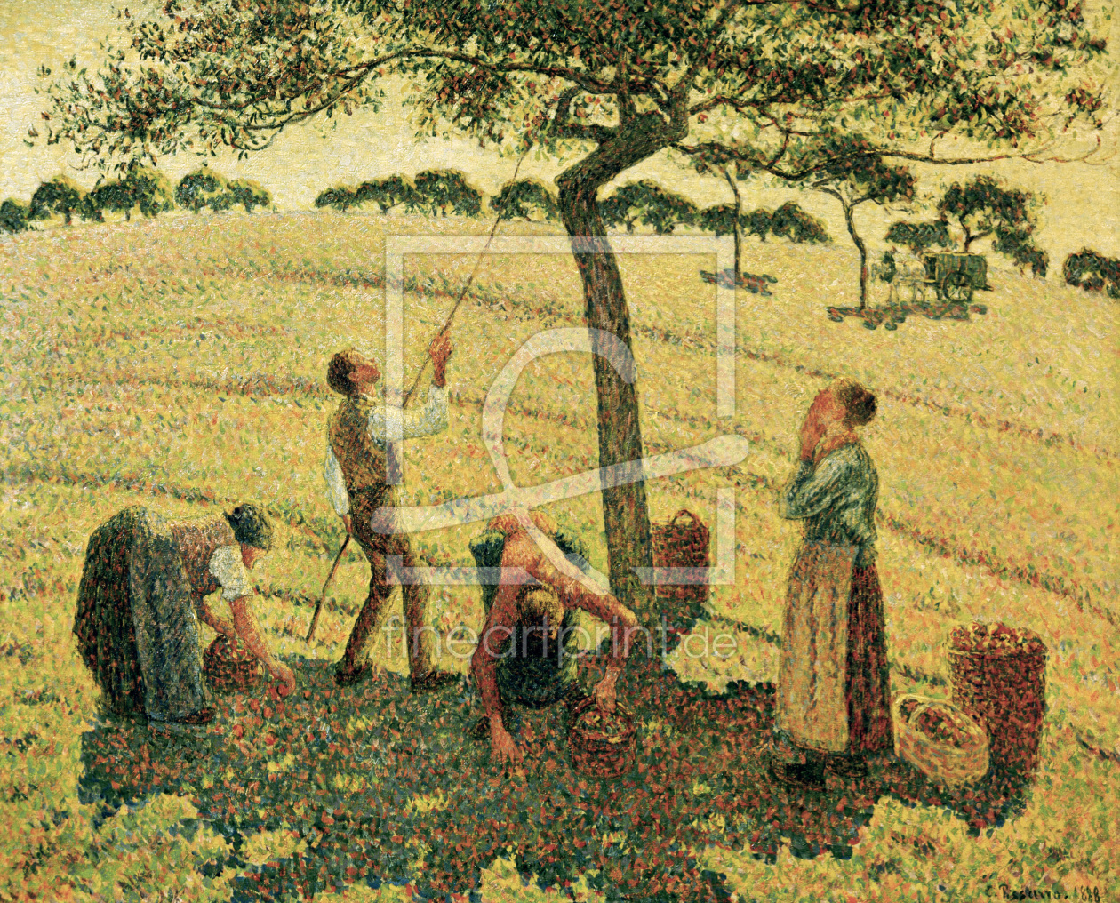 Bild-Nr.: 30006290 Pissarro / The Apple Harvest erstellt von Pissarro, Camille