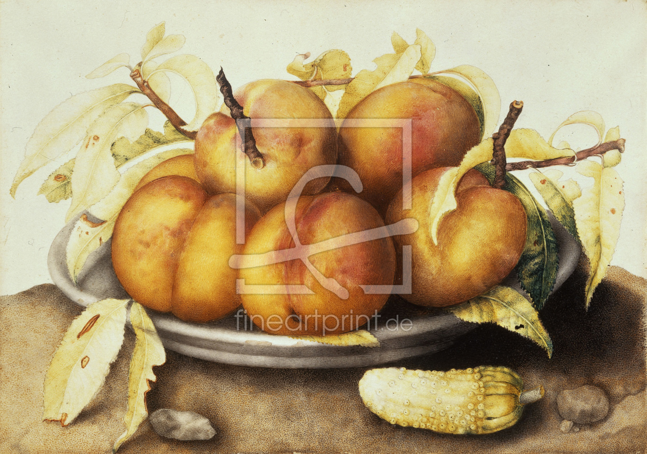 Bild-Nr.: 30009102 G.Garzoni / Plate of peaches. erstellt von Garzoni, Giovanna