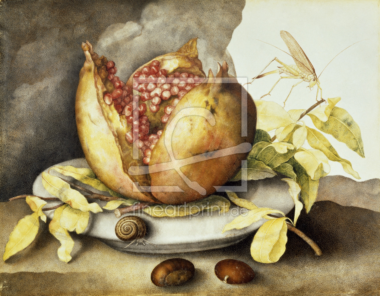 Bild-Nr.: 30009110 G.Garzoni, Teller mit Granatapfel erstellt von Garzoni, Giovanna