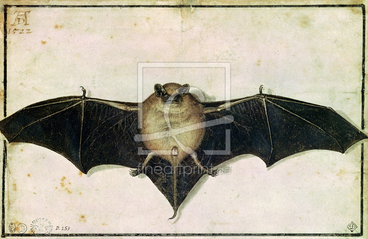 Bild-Nr.: 31000346 Bat, 1522 erstellt von DÃ¼rer, Albrecht