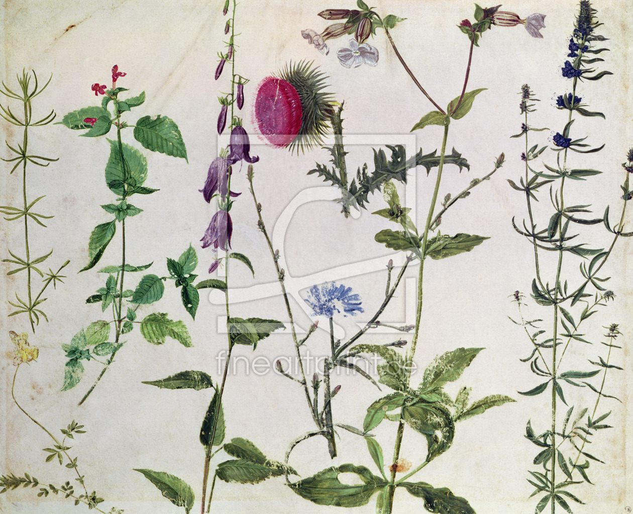 Bild-Nr.: 31000350 Eight Studies of Wild Flowers erstellt von Dürer, Albrecht