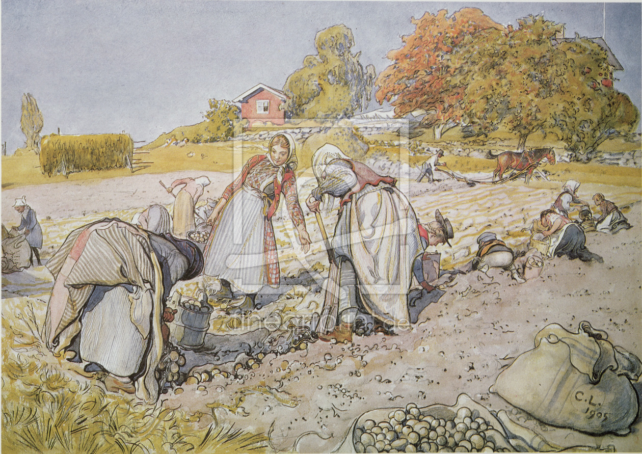 Bild-Nr.: 31000740 Digging Potatoes, 1905 erstellt von Larsson, Carl
