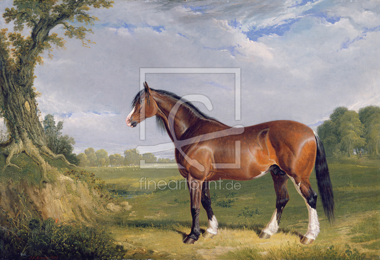 Bild-Nr.: 31001583 A Clydesdale Stallion, 1820 erstellt von Herring Snr, John Frederick
