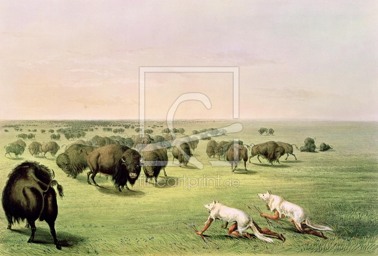 Bild-Nr.: 31001715 Hunting Buffalo Camouflaged with Wolf Skins, c.1832 erstellt von Catlin, George
