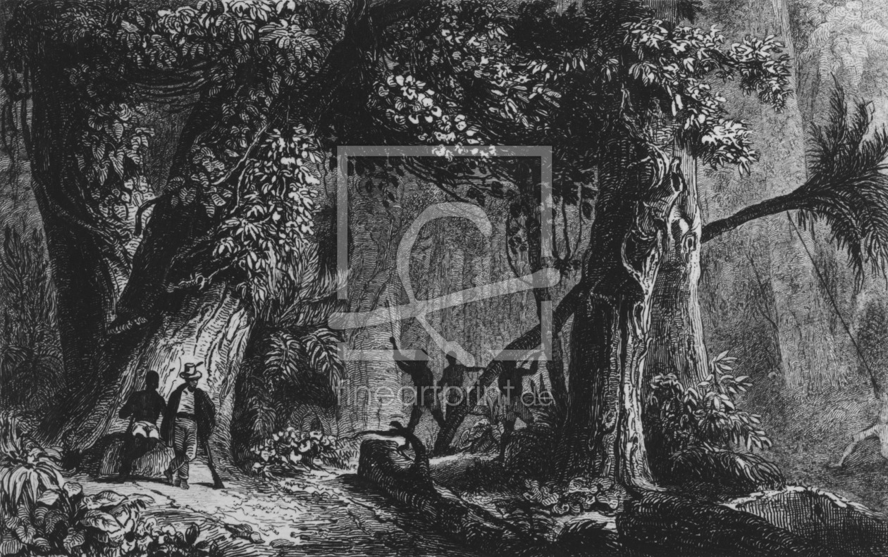 Bild-Nr.: 31001898 Forest Opening from 'Bresil, Columbie at Guyanes', by Ferdinand Denis and Cesar  erstellt von Anonyme Künstler