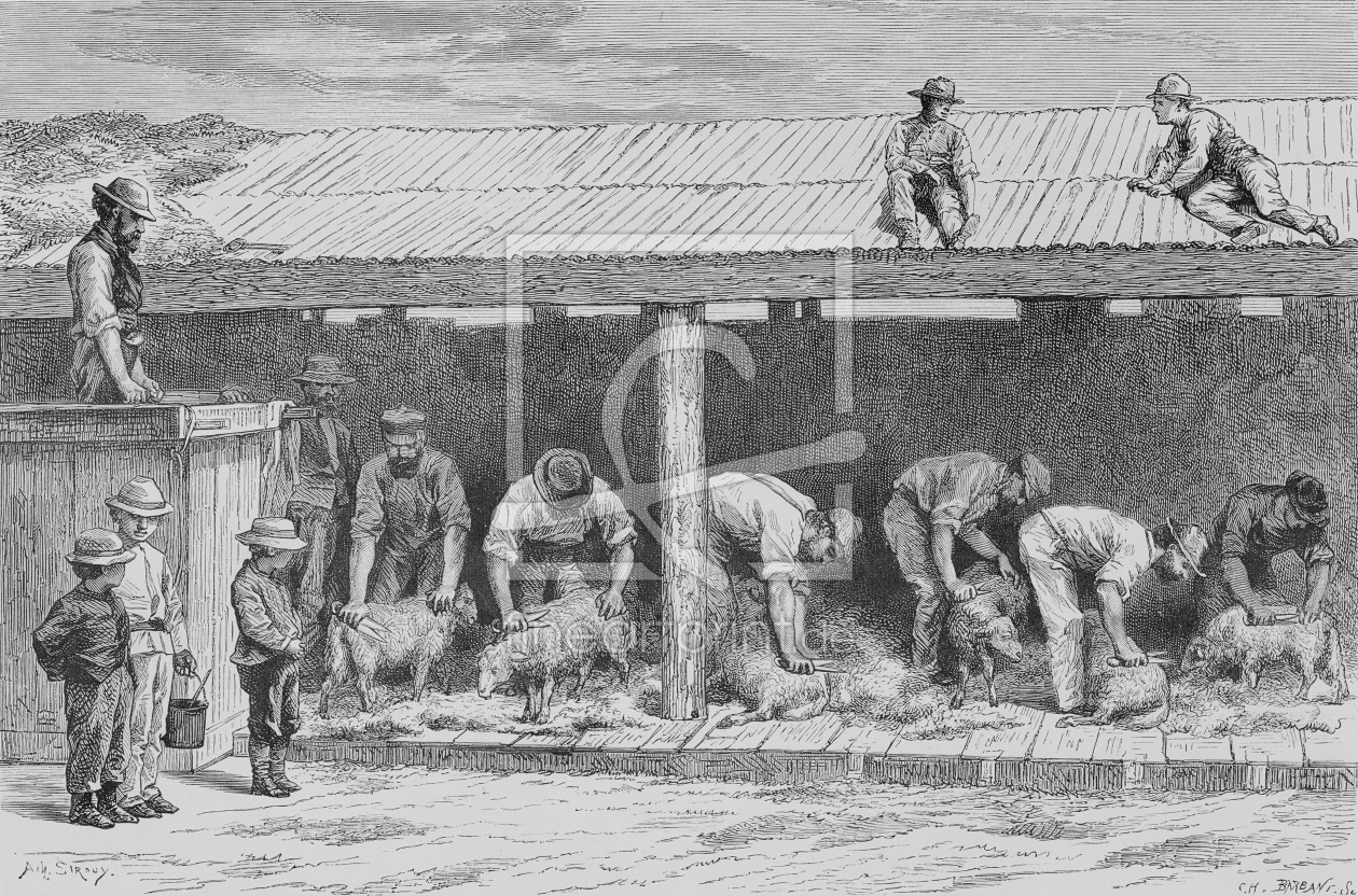 Bild-Nr.: 31001973 Sheep Shearing, c.1880, from 'Australian Pictures' by Howard Willoughby, publish erstellt von Anonyme KÃ¼nstler