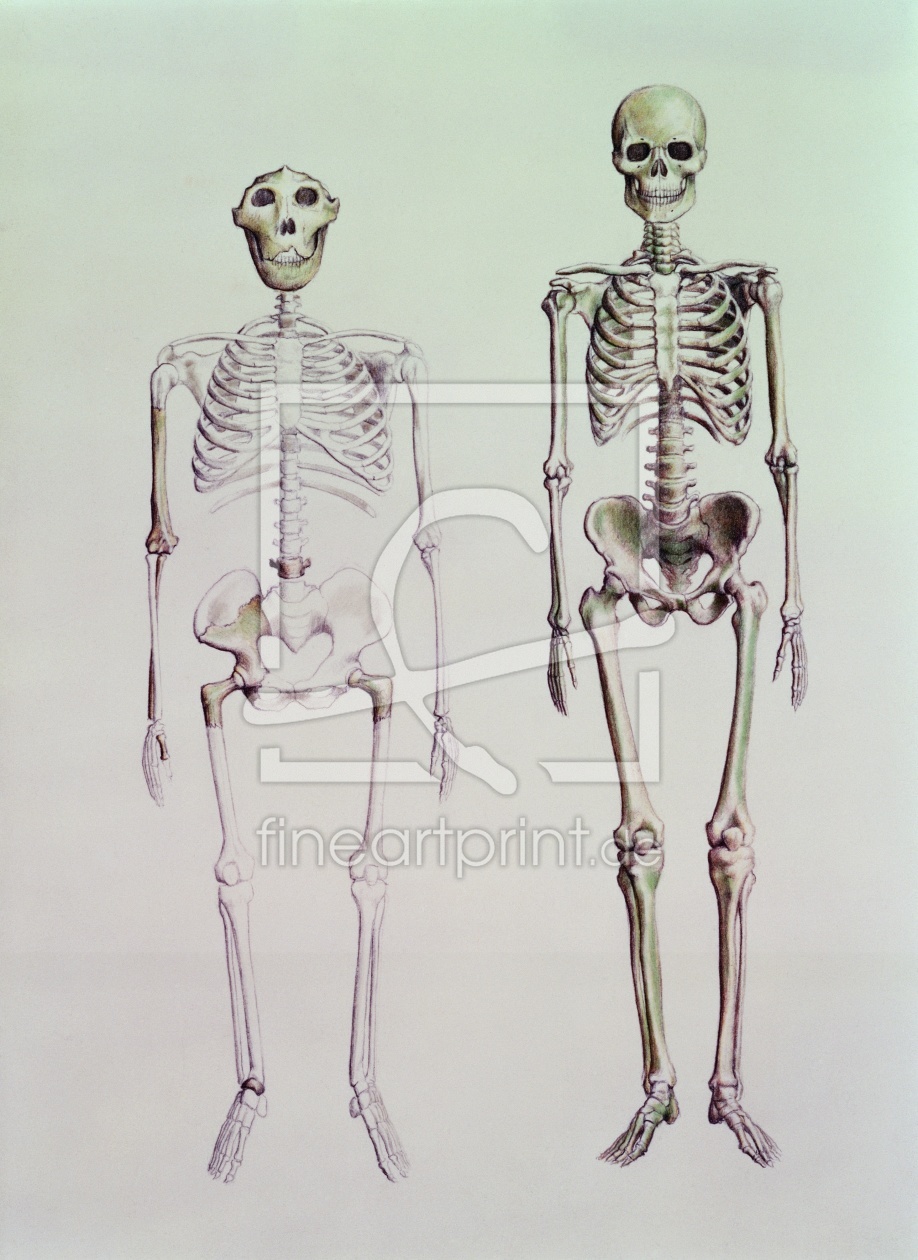 Bild-Nr.: 31001999 Skeletons of Australopithecus Boisei and Homo Sapiens erstellt von Anonyme KÃ¼nstler