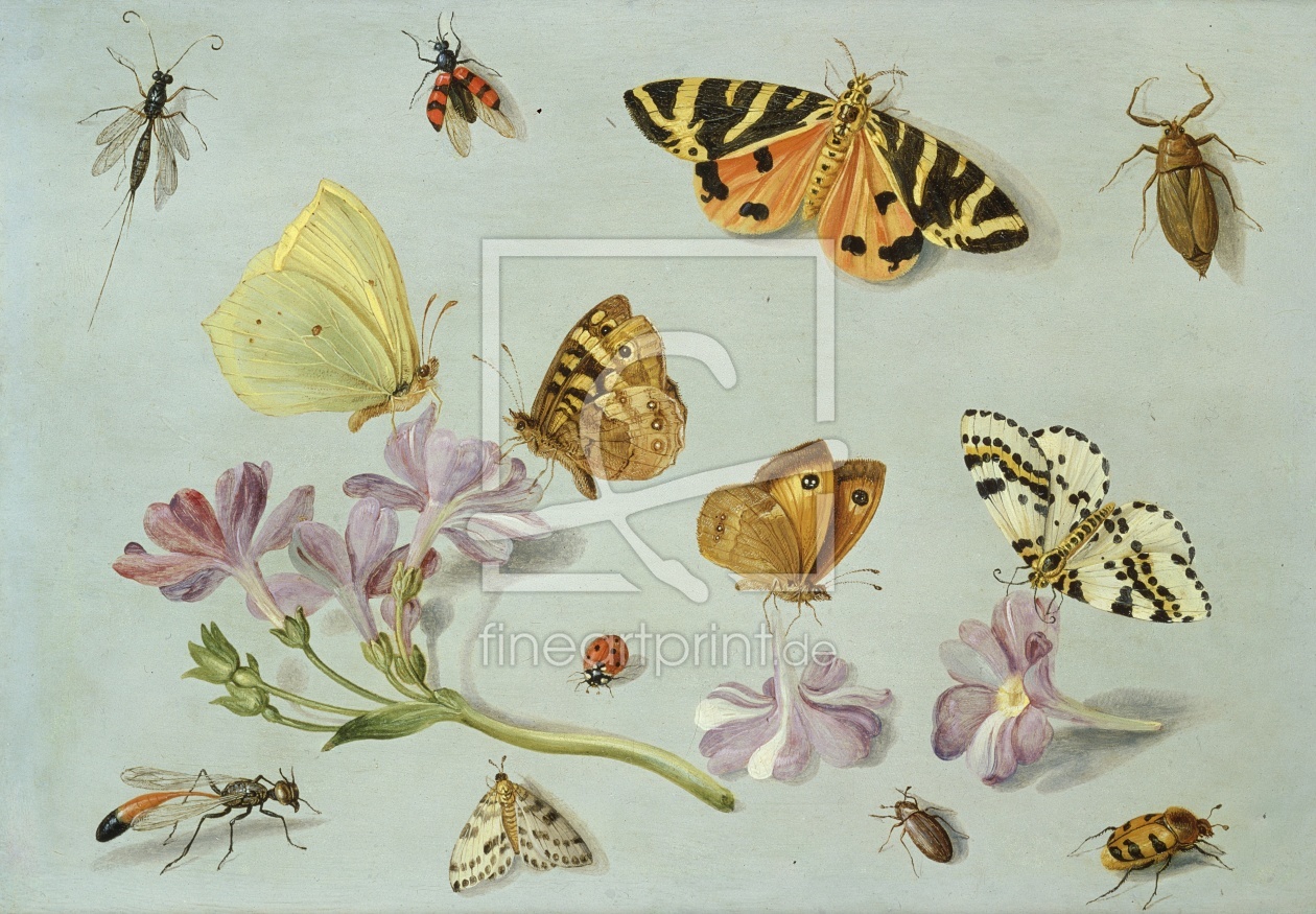 Bild-Nr.: 31002266 Butterflies, moths and other insects with a sprig of periwinkle erstellt von Kessel, Jan van, the Elder