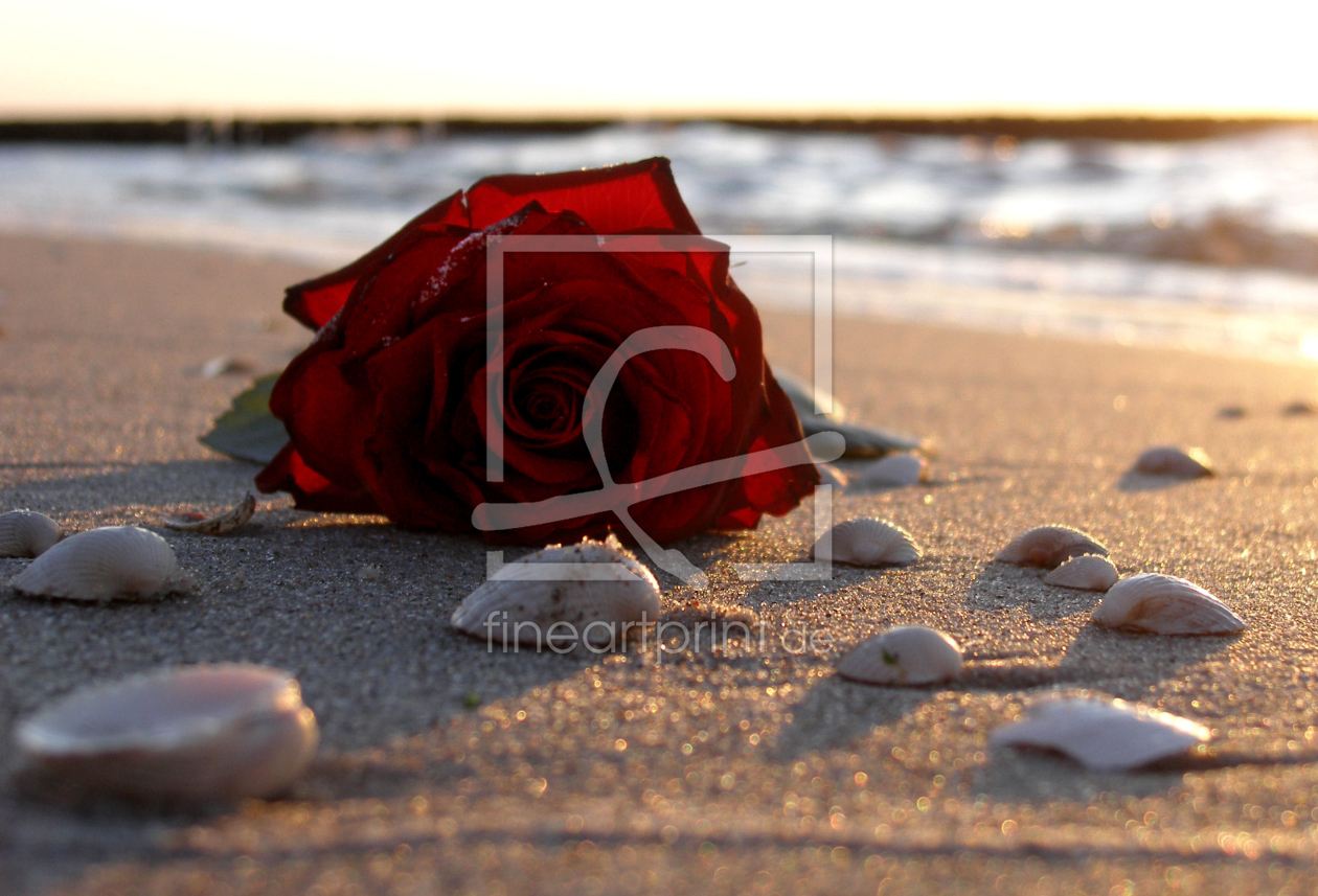 Bild-Nr.: 9305931 Rose am Strand erstellt von Uwe Jahn