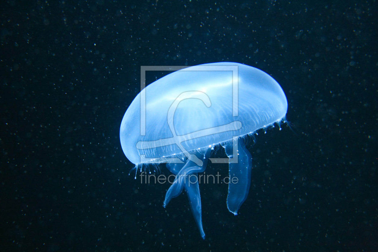 Bild-Nr.: 9387150 Qualle,Pelagia noctiluca erstellt von highviper