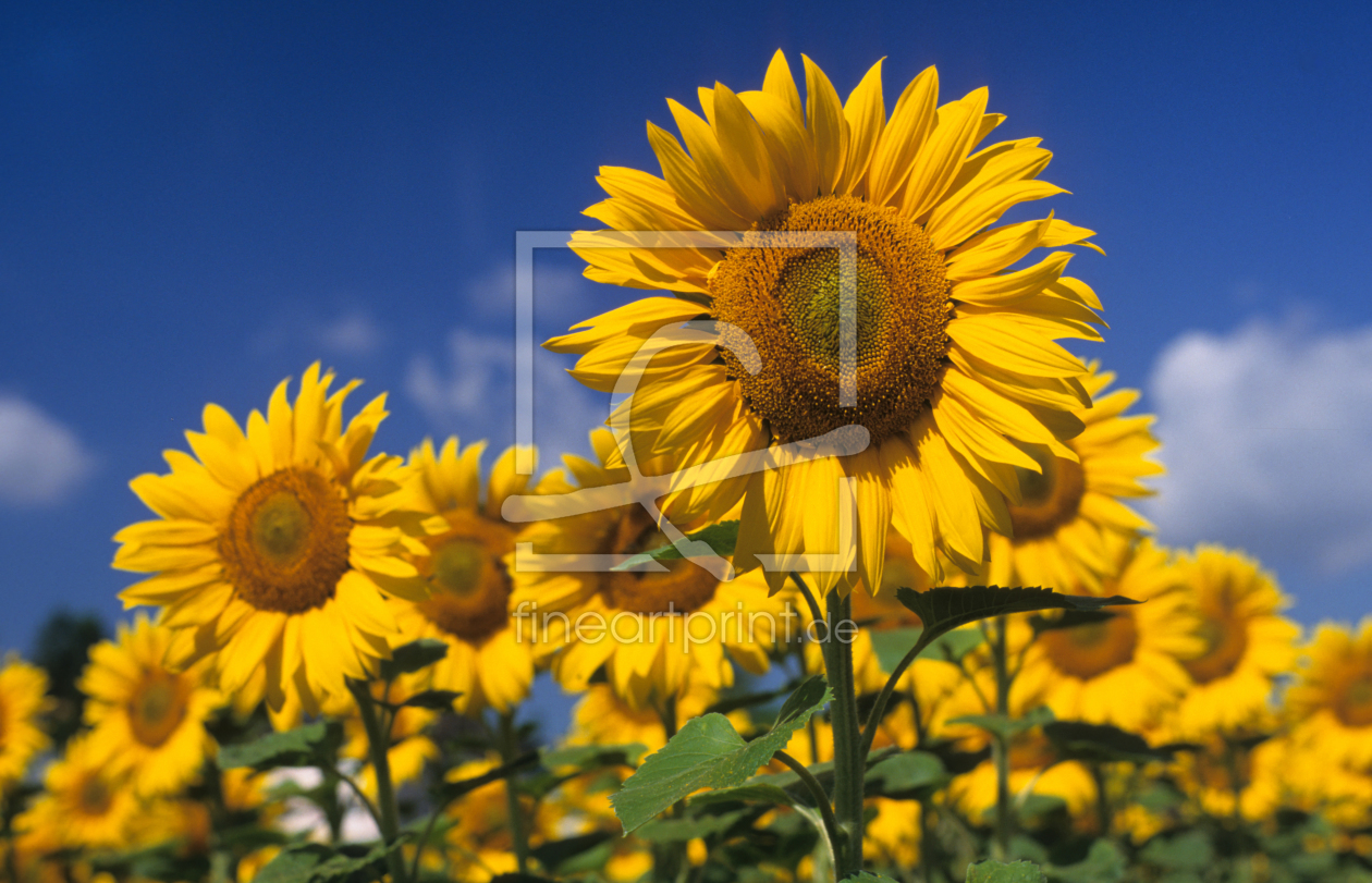 Bild-Nr.: 9428738 Sonnenblumen erstellt von suteracher