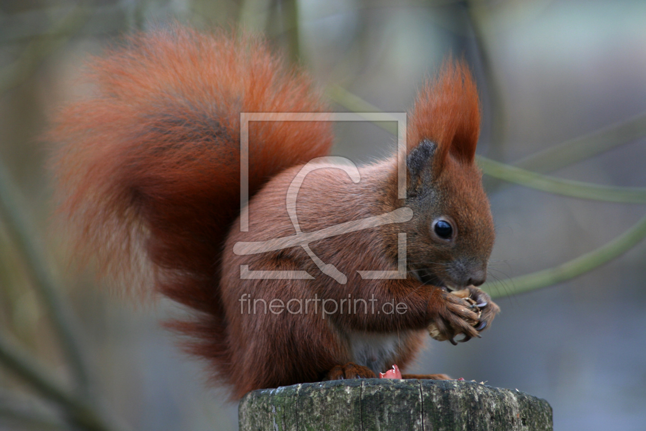 Bild-Nr.: 9434736 Nüsse sind lecker erstellt von Gikfotoart