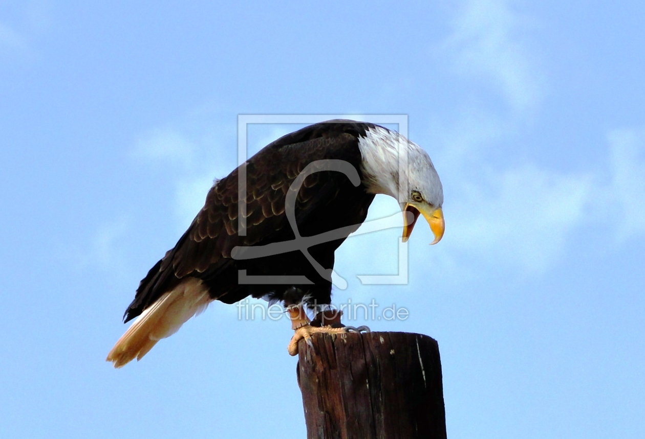 Bild-Nr.: 9454302 Amerikanischer Weißkopfadler erstellt von Renate Knapp