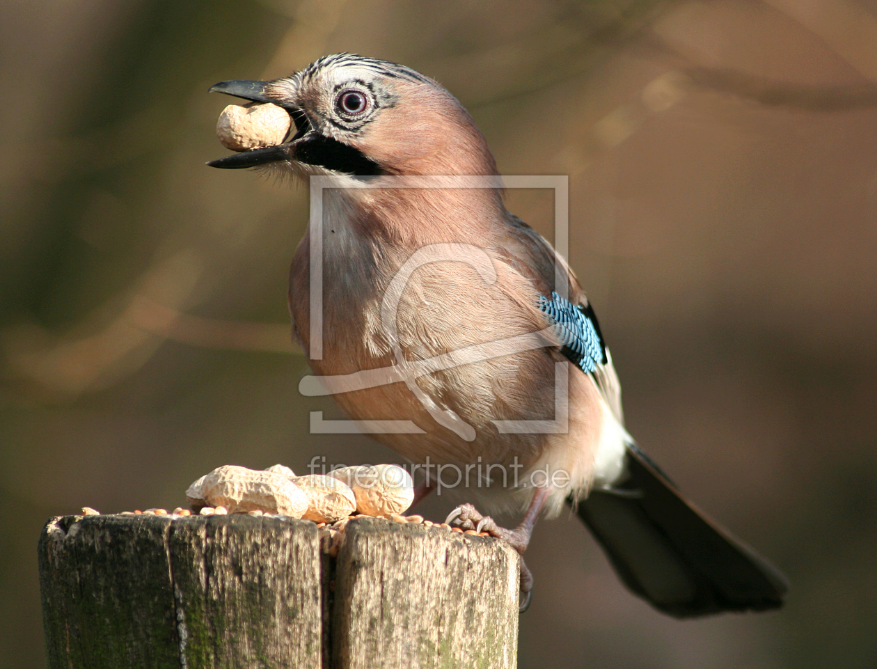 Bild-Nr.: 9455474 Erdnußhäher erstellt von Gikfotoart