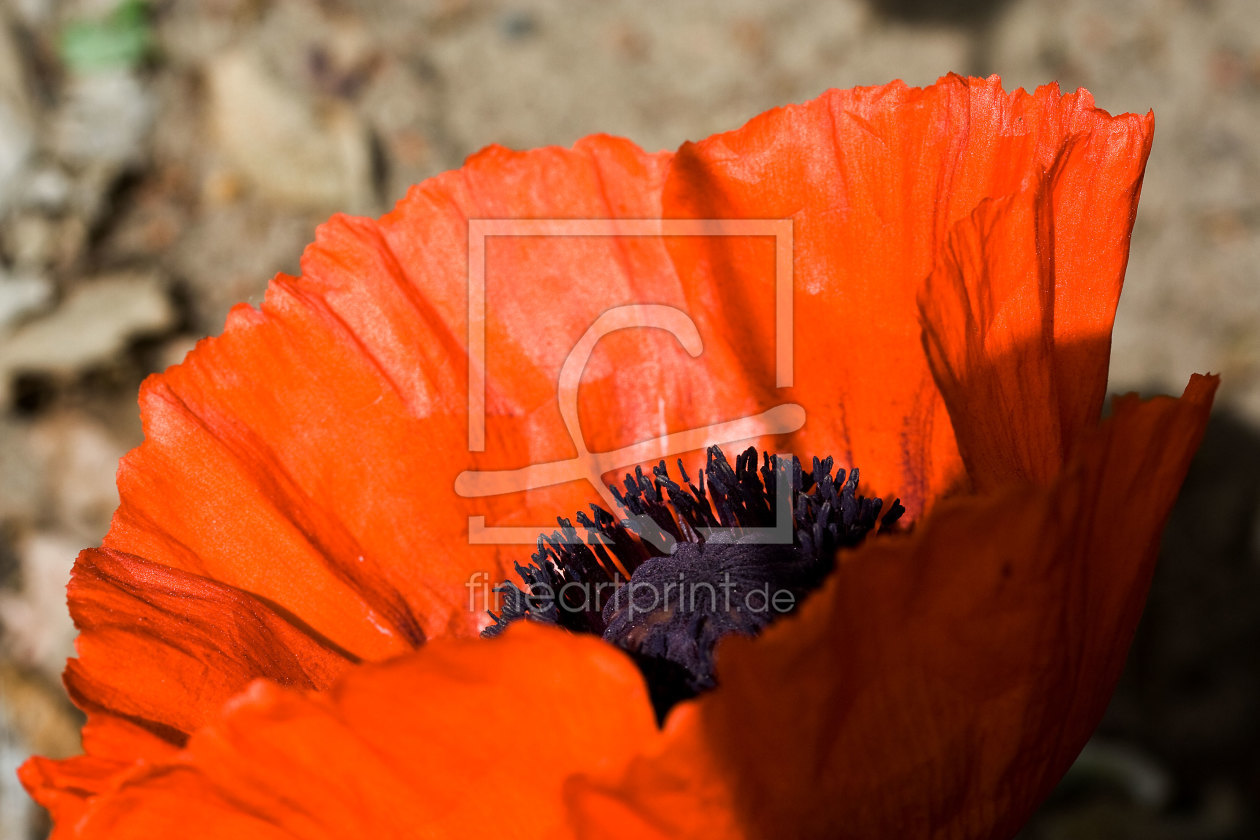 Bild-Nr.: 9473952 Hineingeschaut erstellt von Gikfotoart