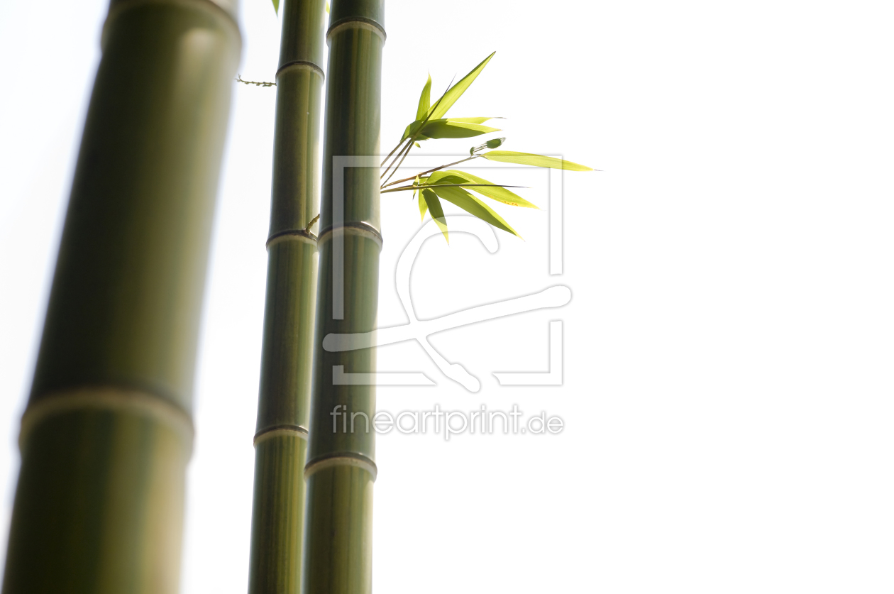Bild-Nr.: 9479240 Bambus 1 erstellt von danielschoenen