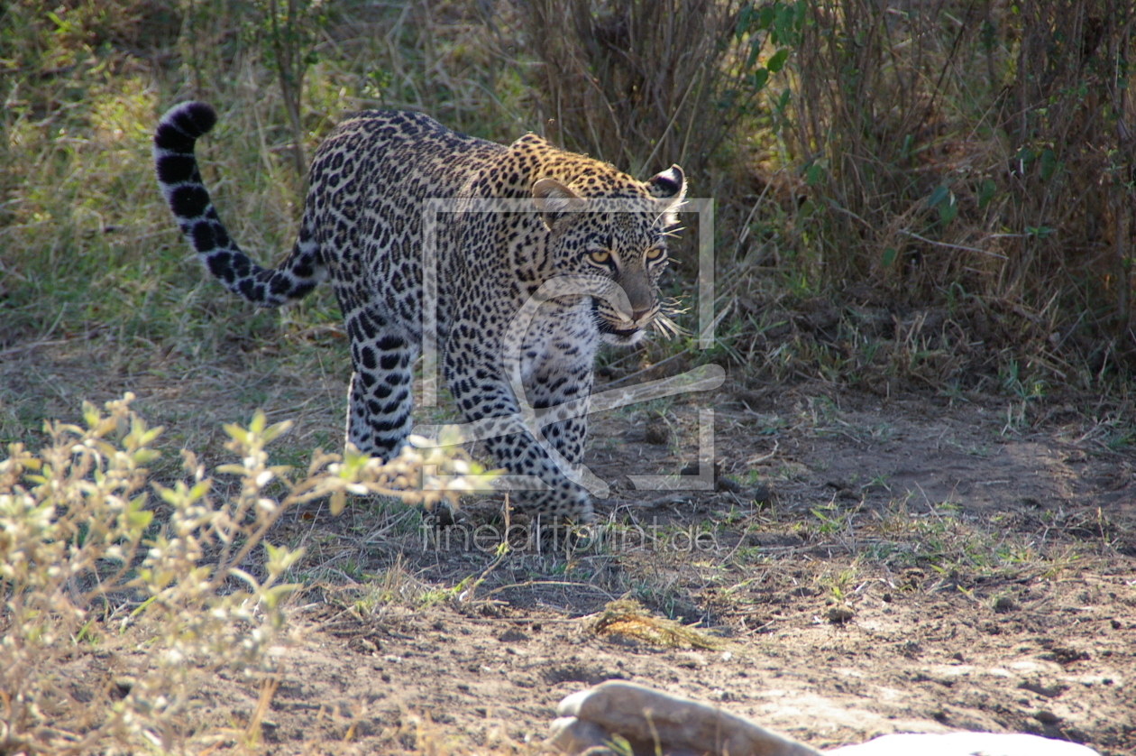 Bild-Nr.: 9488152 Leopard erstellt von bookkeeper