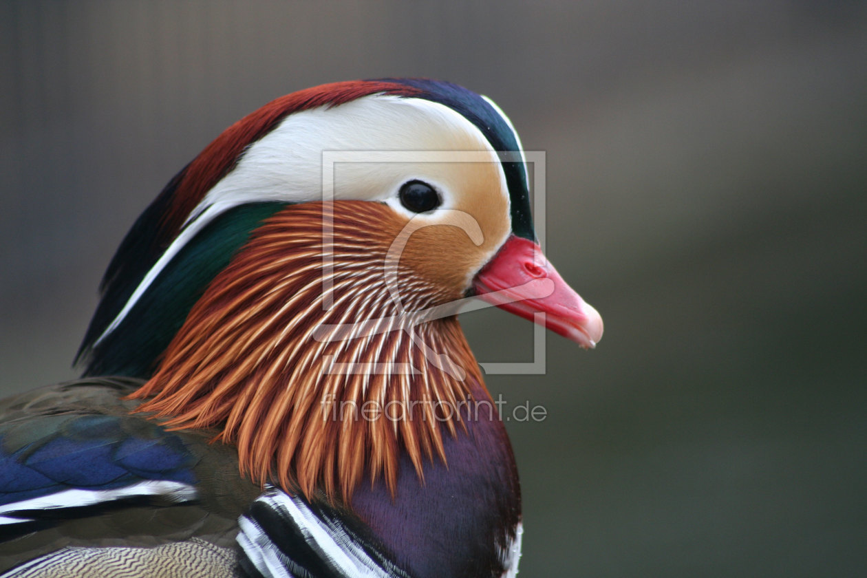 Bild-Nr.: 9488712 Mandarinerpel-Porträt erstellt von Gikfotoart