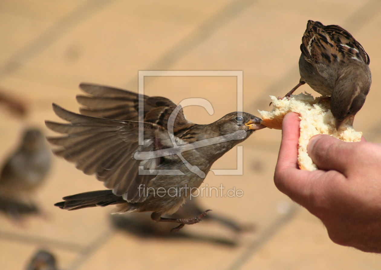 Bild-Nr.: 9498784 Spatzen-immer hungig erstellt von Gikfotoart