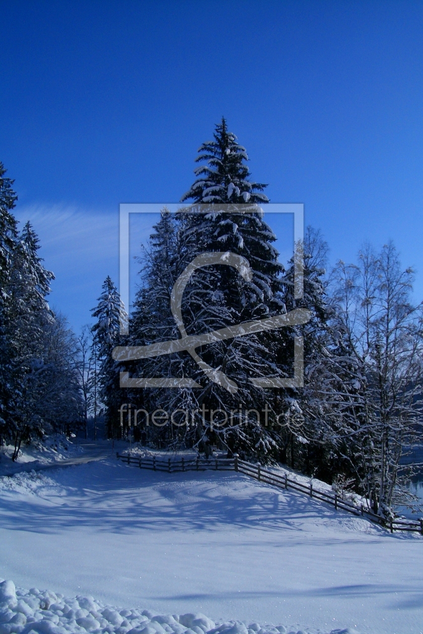 Bild-Nr.: 9503844 Der Tannenbaum erstellt von MarcNiebauer