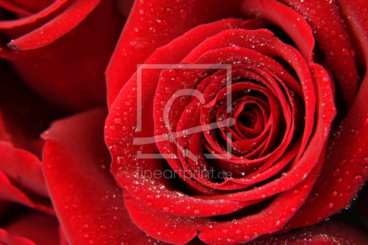 Bild-Nr.: 9508224 Red Rose erstellt von hoch2wo
