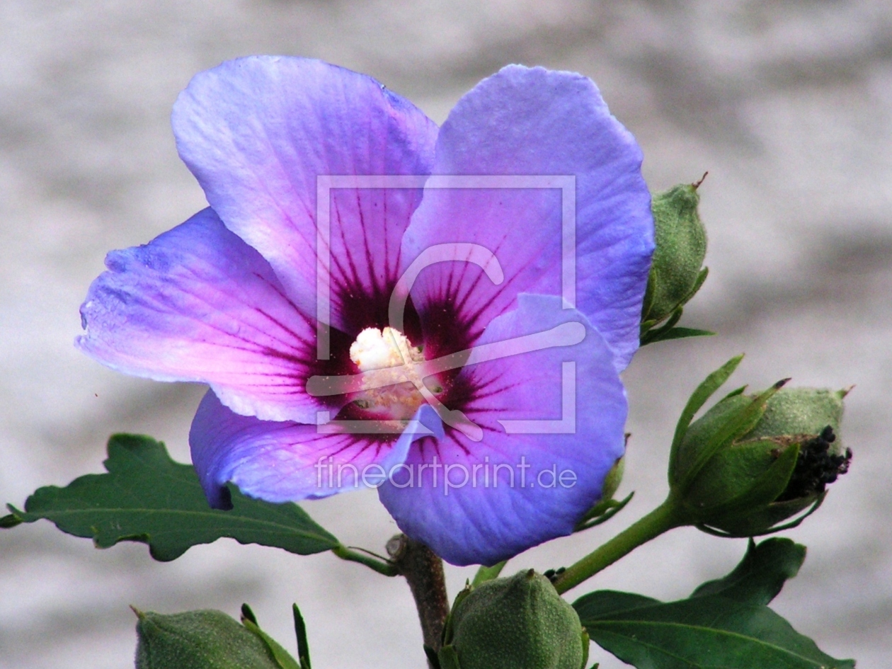 Bild-Nr.: 9516530 Hibiskusblüte erstellt von Renate Knapp