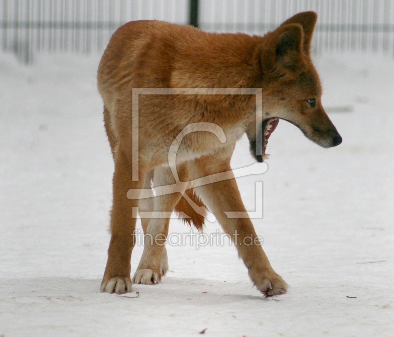 Bild-Nr.: 9520572 DIngo erstellt von Gikfotoart