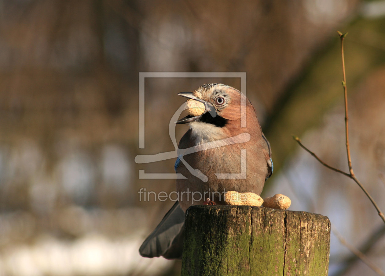 Bild-Nr.: 9531132 Eichel- oder auch Erdnußhäher erstellt von Gikfotoart