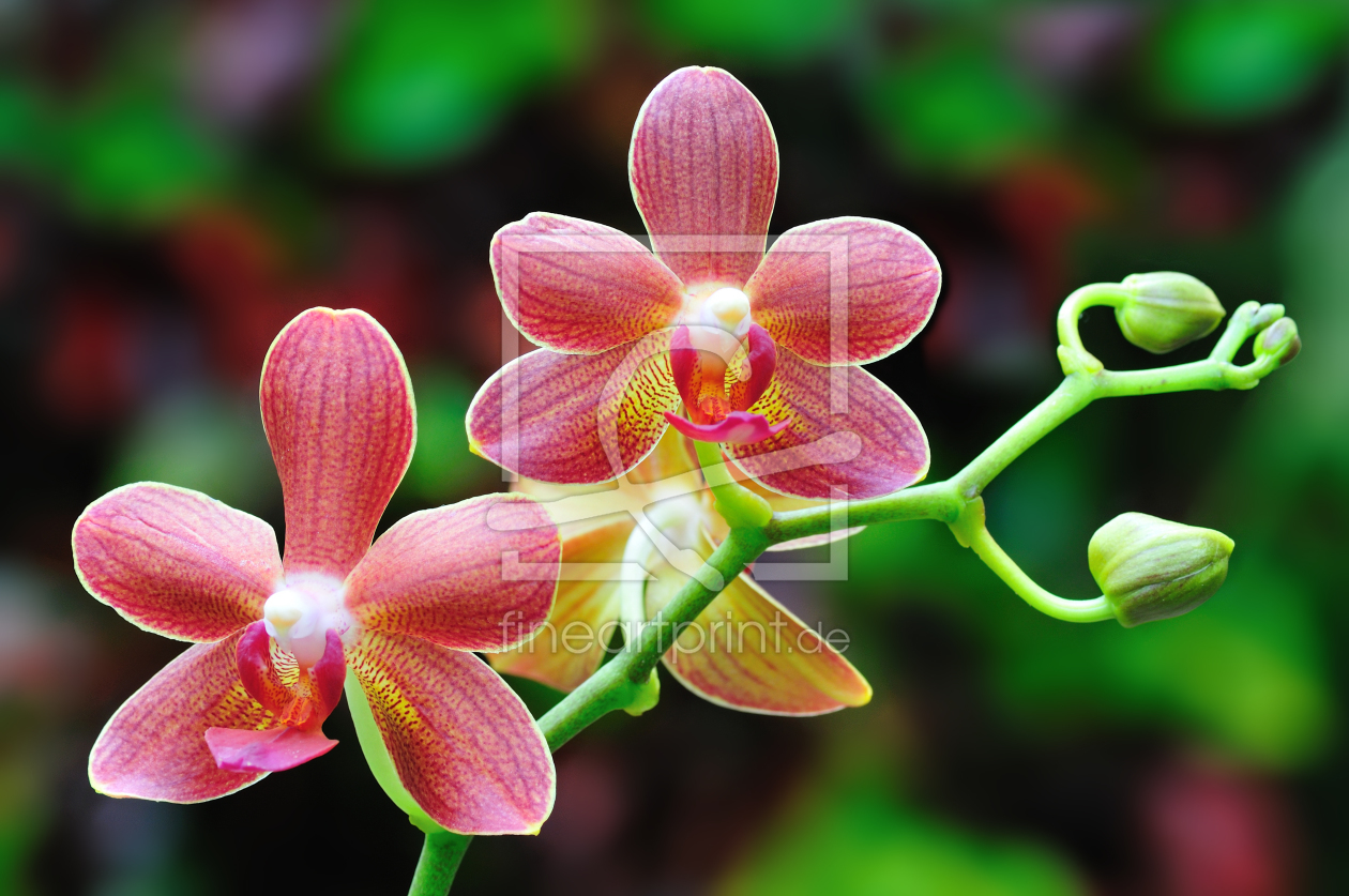 Bild-Nr.: 9543256 Beautiful Orchid erstellt von suteracher