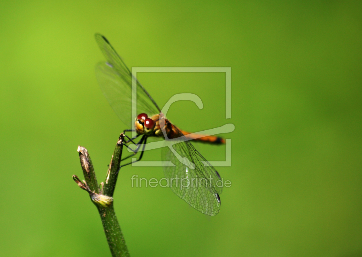 Bild-Nr.: 9550096 Gut festhalten erstellt von Gikfotoart