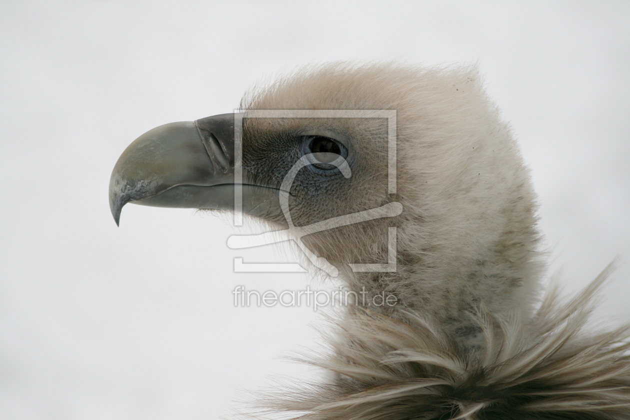 Bild-Nr.: 9558784 Gänsegeier erstellt von Gikfotoart