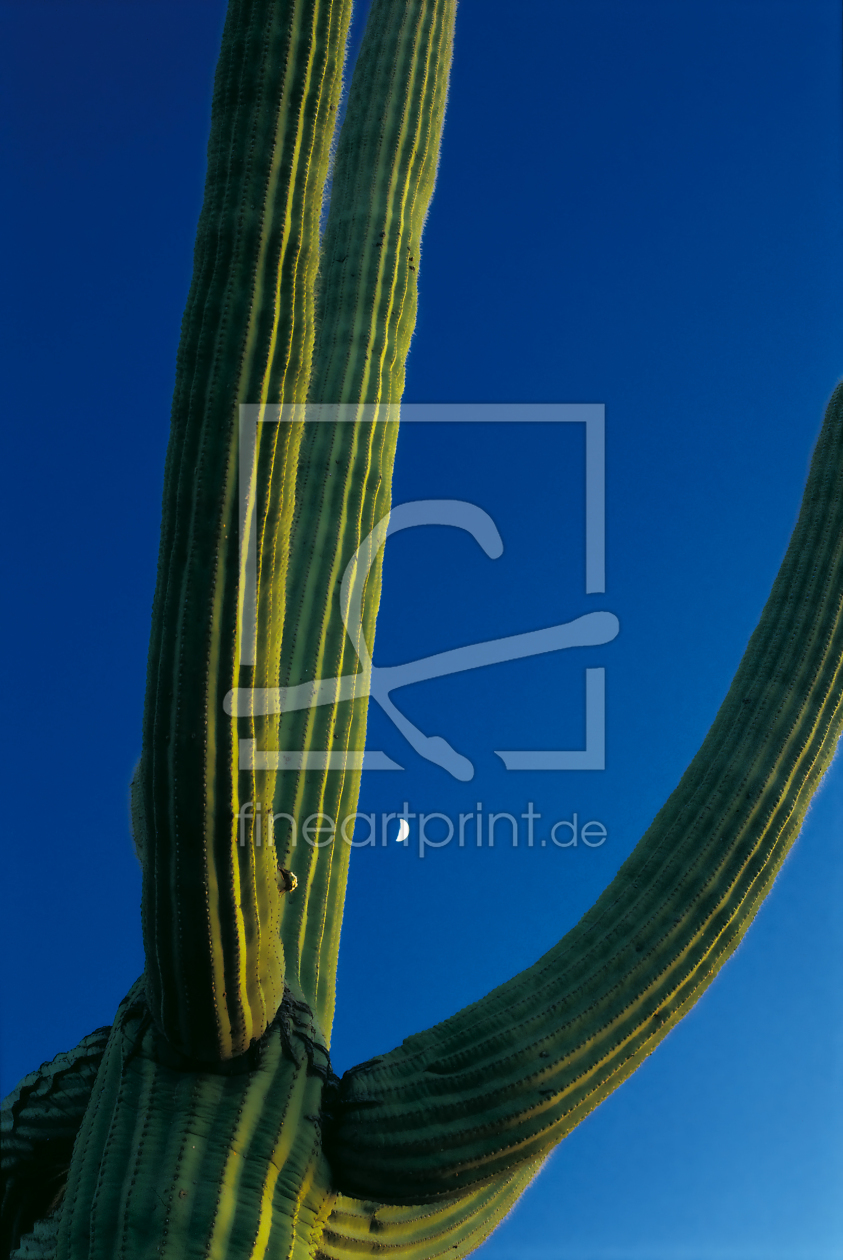 Bild-Nr.: 9562330 Saguaro erstellt von danielschoenen