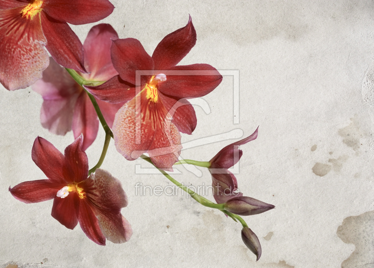 Bild-Nr.: 9567822 Orchideenblüten erstellt von bilderwerk