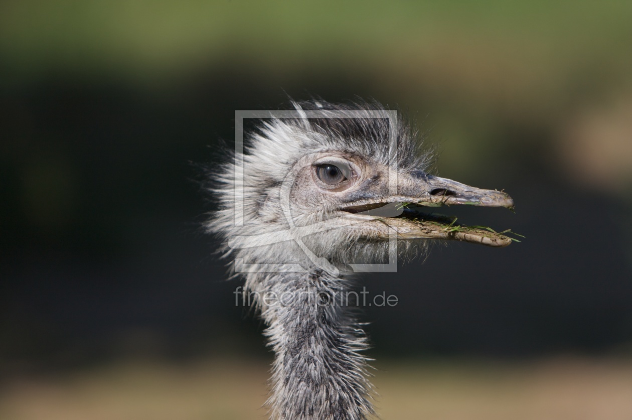 Bild-Nr.: 9571910 Bird erstellt von Lacky73