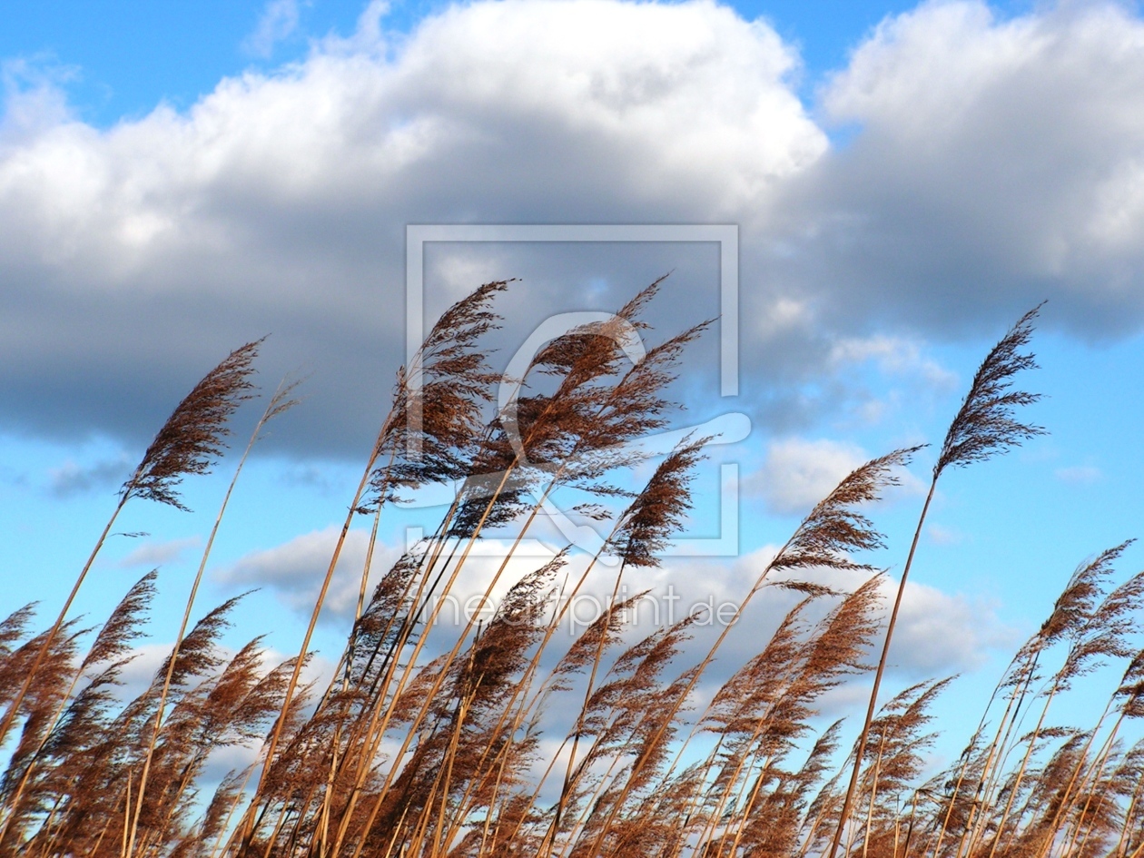 Bild-Nr.: 9575168 Im Wind erstellt von Renate Knapp