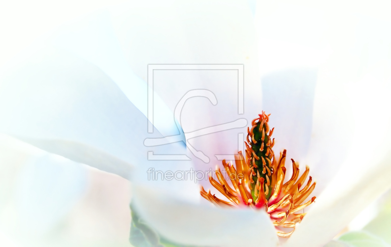 Bild-Nr.: 9576008 Magnolie erstellt von Luscious