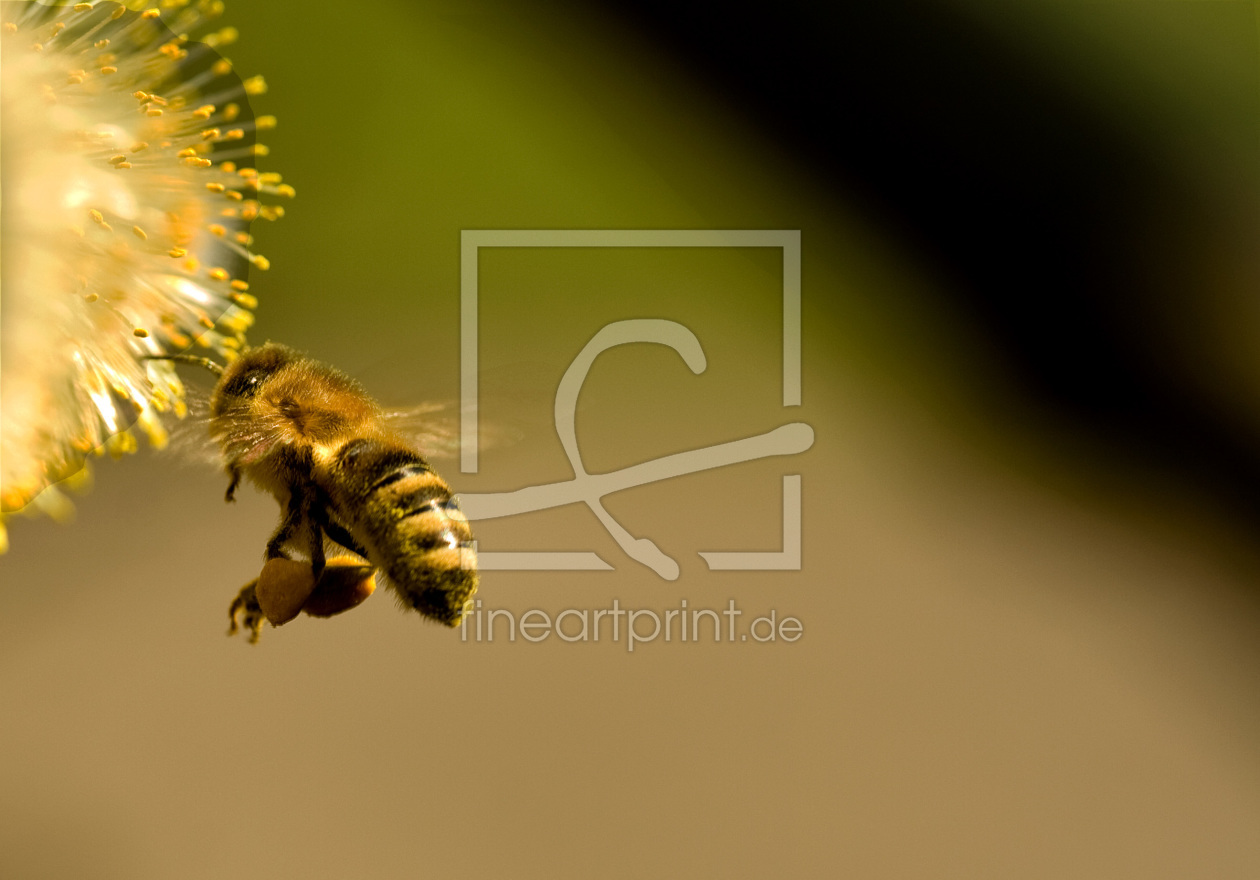 Bild-Nr.: 9577390 Bienenflug erstellt von Gikfotoart