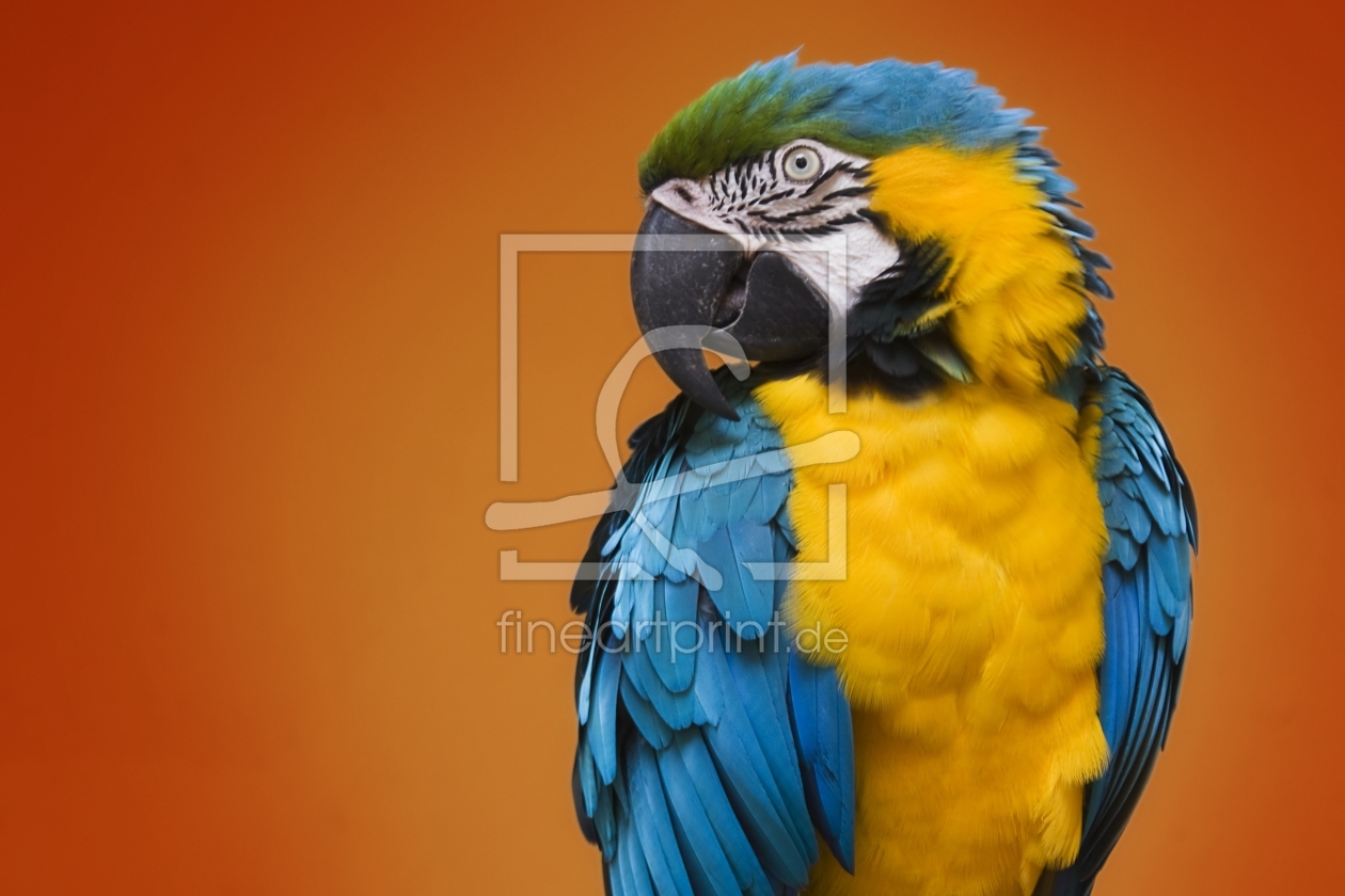 Bild-Nr.: 9591674 Papagei erstellt von WorldOfArt