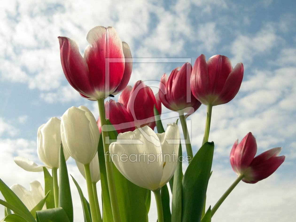 Bild-Nr.: 9597502 Tulpenhimmel erstellt von Renate Knapp