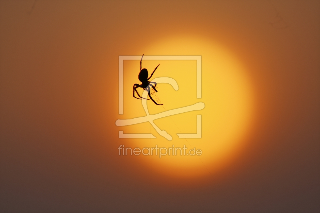 Bild-Nr.: 9601516 Spider erstellt von Galerie-Fotoeffekt