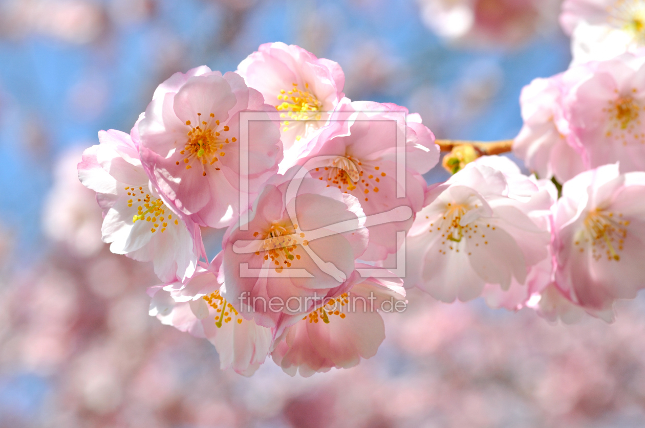 Bild-Nr.: 9607360 Blütentraum erstellt von johafoto