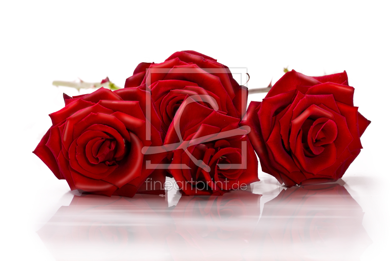 Bild-Nr.: 9628130 Rosen  erstellt von Dreblow