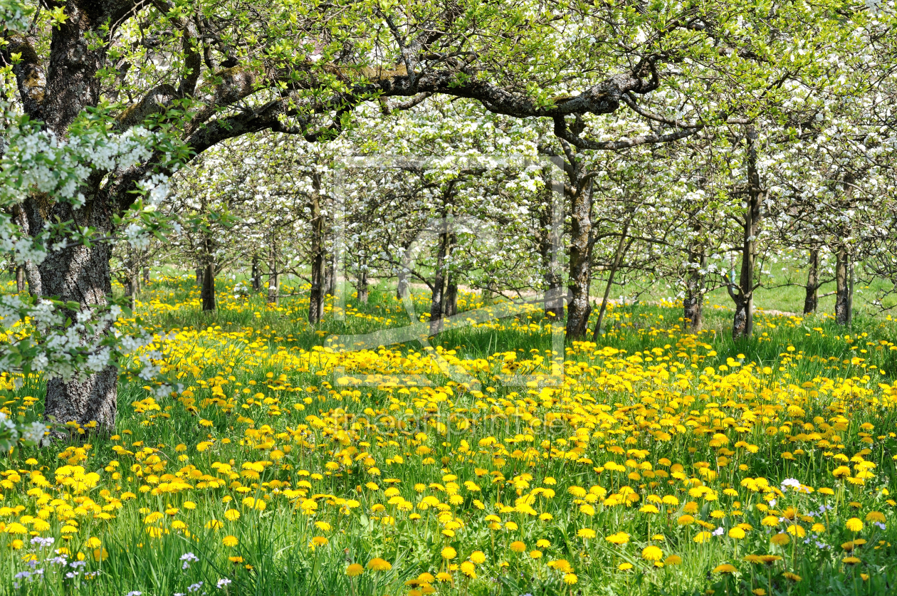 Bild-Nr.: 9631802 Obstgarten im Frühling erstellt von johafoto