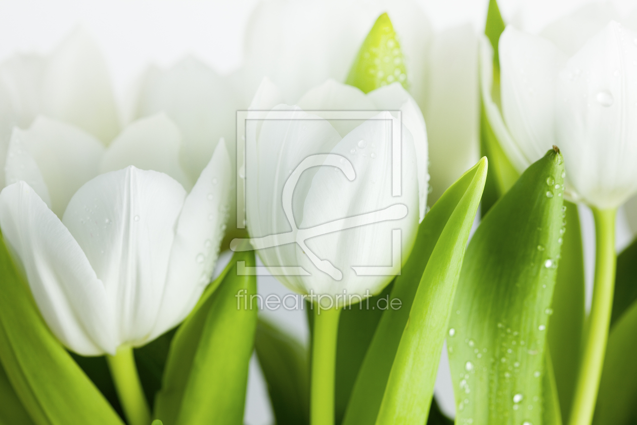 Bild-Nr.: 9655992 WeiÃŸe Tulpen erstellt von Nailia Schwarz