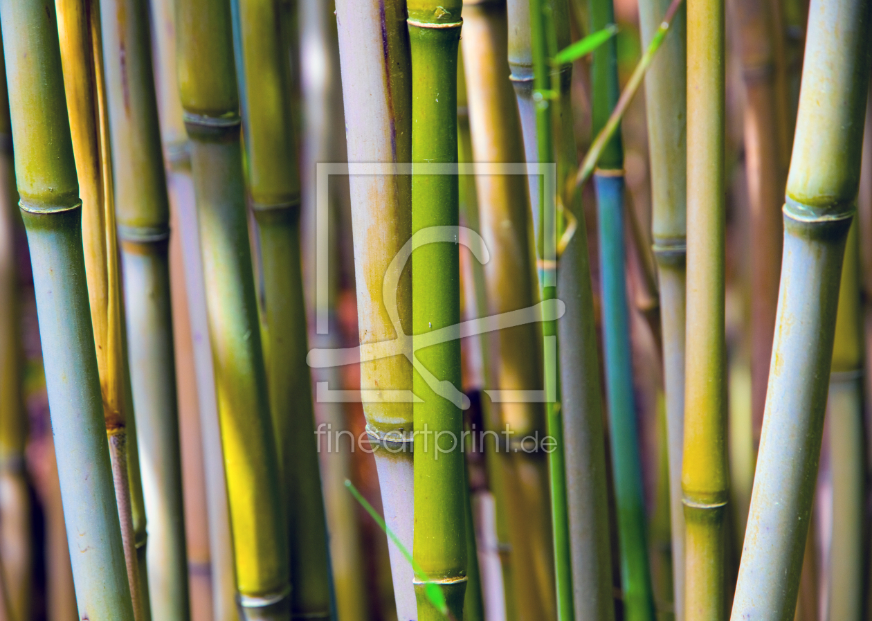 Bild-Nr.: 9696582 Bambus erstellt von Gerlinde Klust