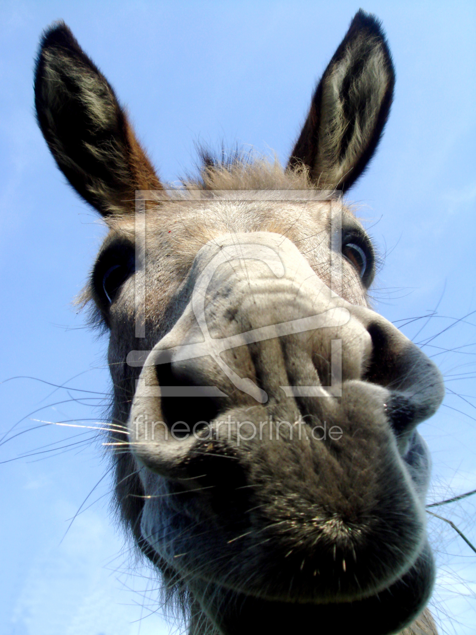 Bild-Nr.: 9704718 Crazy burro erstellt von yammay