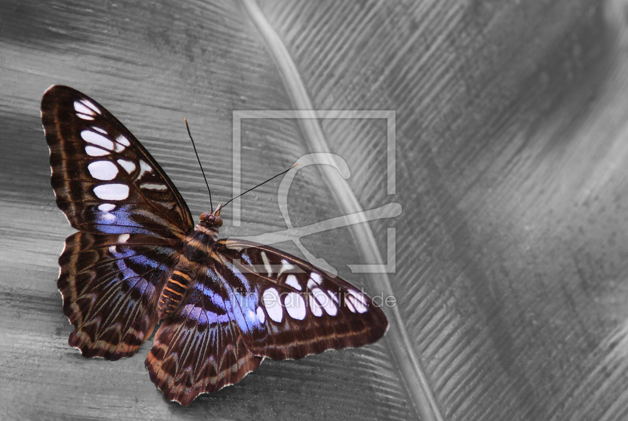 Bild-Nr.: 9739262 Die Farbenpracht des Schmetterlings erstellt von fotomaddin