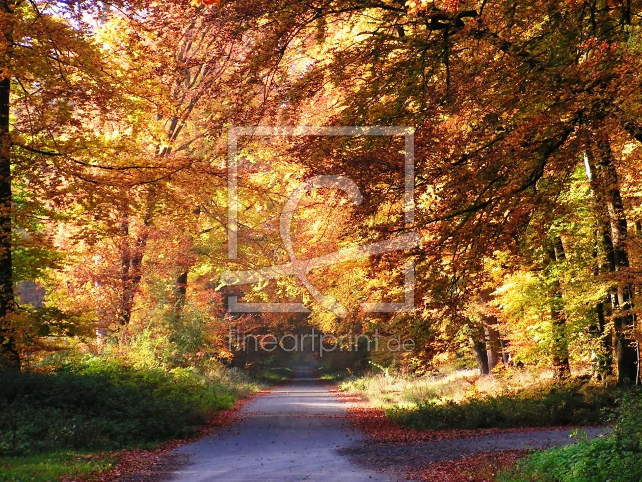 Bild-Nr.: 9761330 Herbstwald erstellt von Renate Knapp