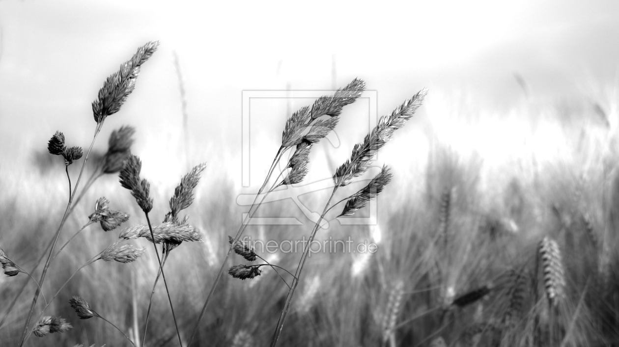 Bild-Nr.: 9806052 Einsam, Zweisam, im Wind erstellt von Klaus Weinzettel