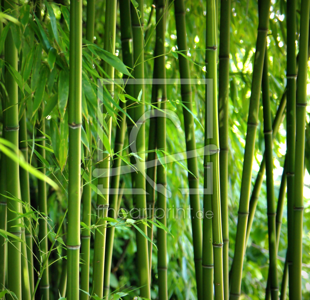 Bild-Nr.: 9806864 Bambus  erstellt von gabii40